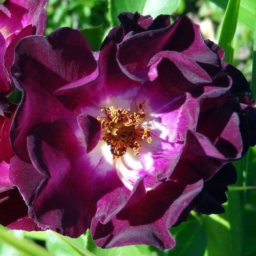 Rozenstruik - Webwinkel - floribunda roos - purper - wit - Rosa Route 66™ - sterk geurende roos - Tom Carruth - Ongewone donkerpaarse bloem met zoete geur.
